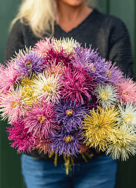 Needle Mix Aster – 50 Seeds