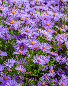 New England Aster – 200 Seeds
