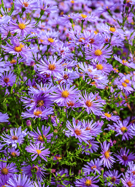 New England Aster – 200 Seeds
