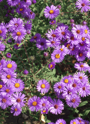 New England Aster – 200 Seeds