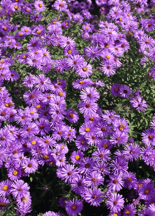 New England Aster – 200 Seeds