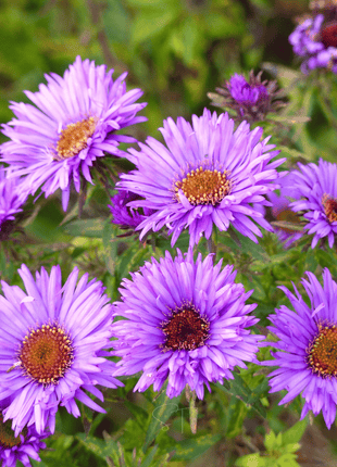 New England Aster – 200 Seeds