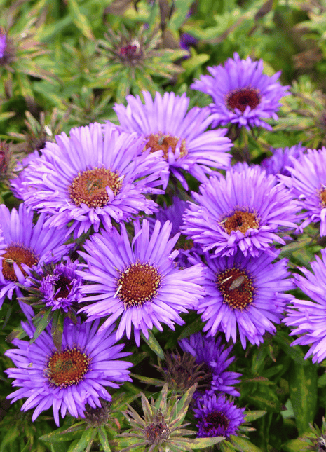 New England Aster – 200 Seeds