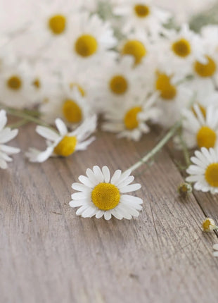 Roman Chamomile – 300 Seeds