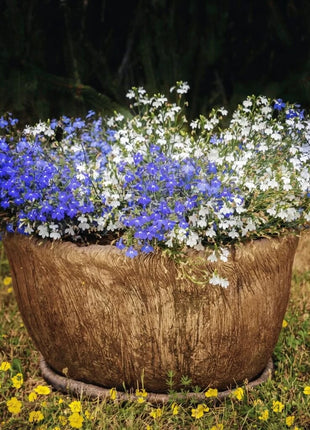 Blue Carpet Lobelia – 100 Seeds