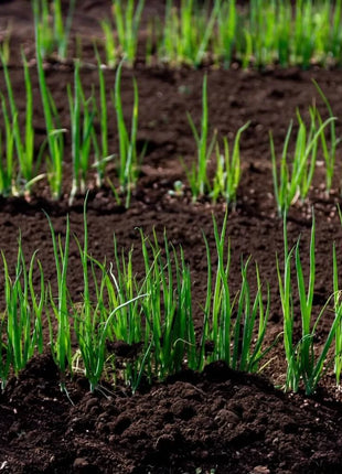 Evergreen Bunching Onion – 200 Seeds