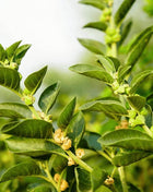 Ashwagandha (Indian Ginseng) – 30 Seeds