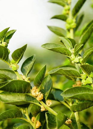 Ashwagandha (Indian Ginseng) – 30 Seeds