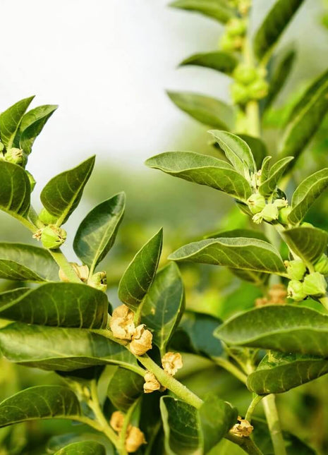 Ashwagandha (Indian Ginseng) – 30 Seeds