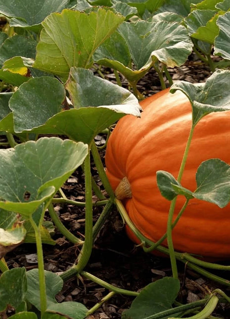 Jack O Lantern Pumpkin – 20 Seeds