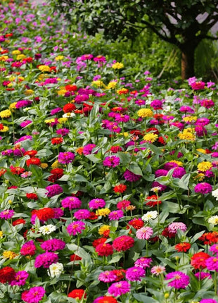 Cut & Come Again Zinnia – 50 Seeds