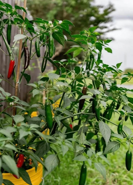 Serrano Pepper – 25 Seeds