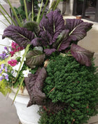 Red Giant Mustard – 100 Seeds