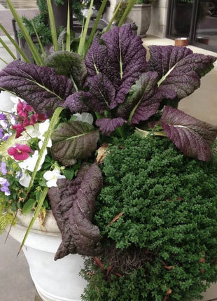 Red Giant Mustard – 100 Seeds