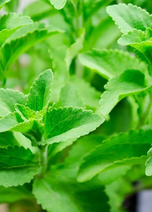 Stevia – 50 Seeds