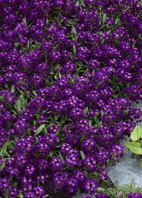Oriental Nights Alyssum – 100 Seeds
