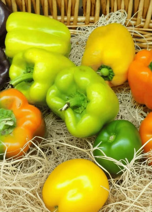 Rainbow Bell Sweet Pepper – 25 Seeds