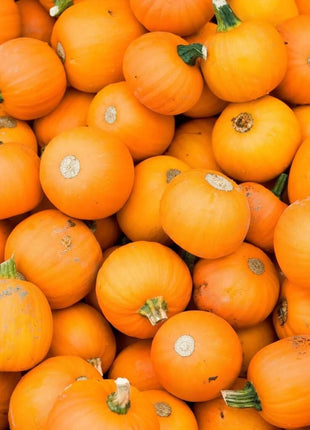 Small Sugar Pumpkin – 15 Seeds
