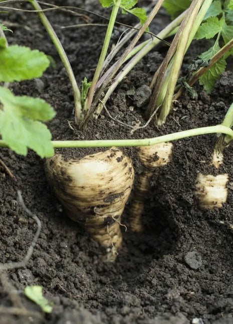 All American Parsnip – 100 Seeds