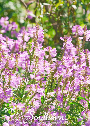 Obedient Plant – 25 Seeds