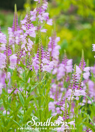 Obedient Plant – 25 Seeds