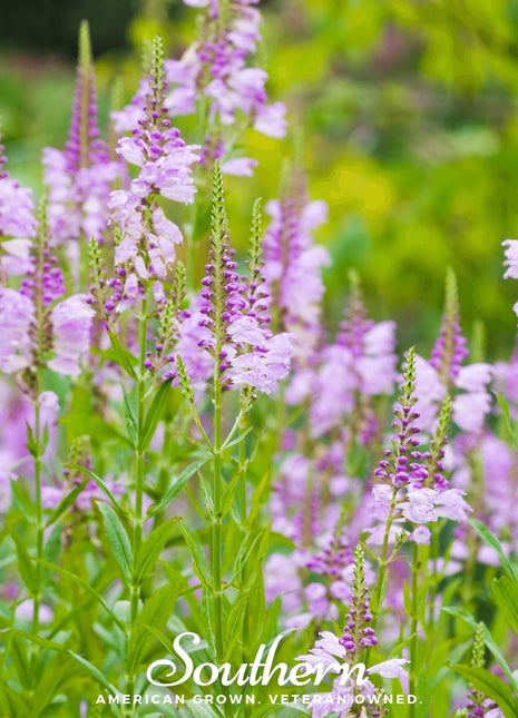 Obedient Plant – 25 Seeds