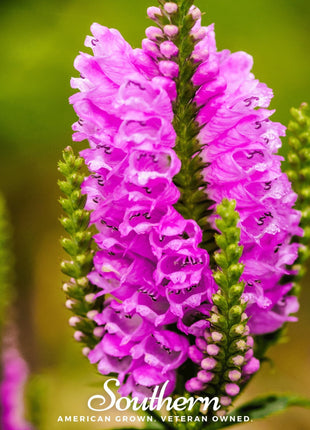 Obedient Plant – 25 Seeds