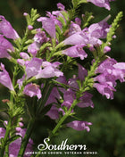 Obedient Plant – 25 Seeds