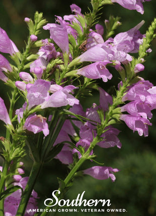 Obedient Plant – 25 Seeds