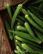 Jambalaya Okra – 50 Seeds