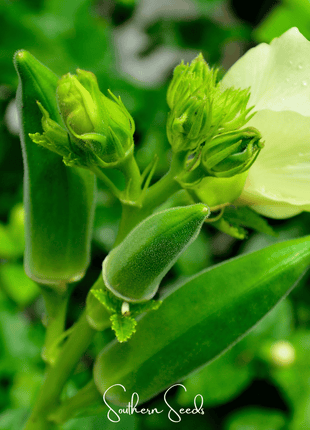Jambalaya Okra – 50 Seeds