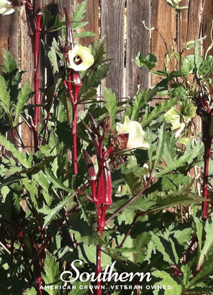 Red Burgundy Okra – 50 Seeds