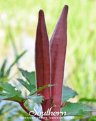 Red Burgundy Okra – 50 Seeds