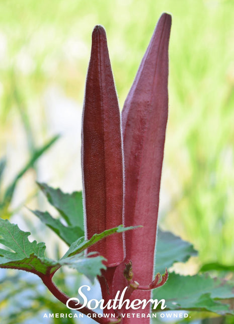Red Burgundy Okra – 50 Seeds