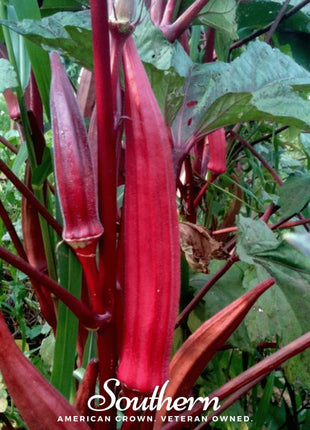 Red Burgundy Okra – 50 Seeds