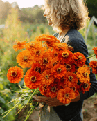 Orange King Zinnia - 100 Seeds