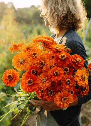 Orange King Zinnia - 100 Seeds