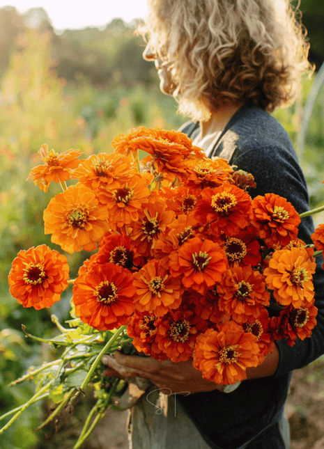 Orange King Zinnia - 100 Seeds