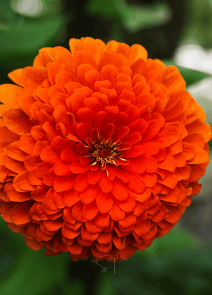 Orange King Zinnia - 100 Seeds
