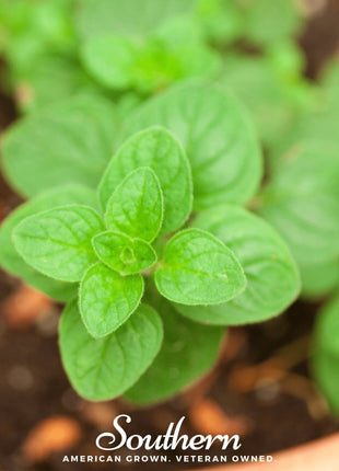 Greek Oregano – 200 Seeds
