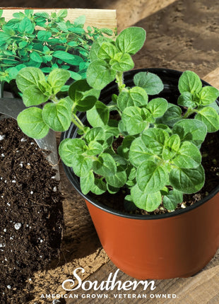 Greek Oregano – 200 Seeds