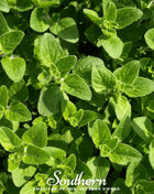 Greek Oregano – 200 Seeds