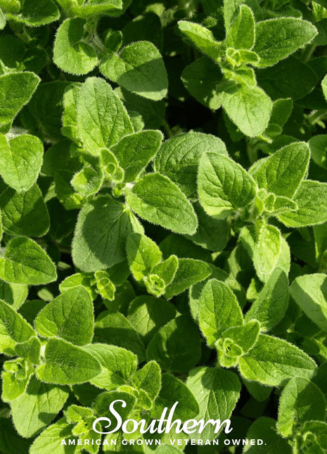 Greek Oregano – 200 Seeds