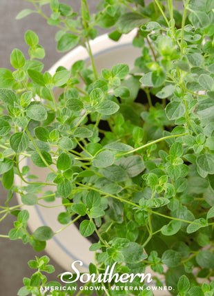 Italian Oregano – 200 Seeds