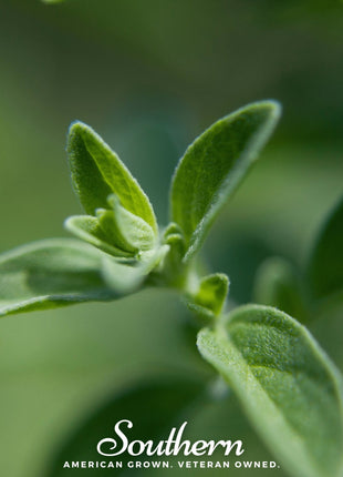 Italian Oregano – 200 Seeds
