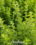 Italian Oregano – 200 Seeds