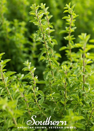 Italian Oregano – 200 Seeds