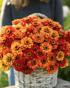 Oriole Zinnia – 50 Seeds