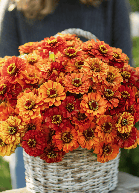 Oriole Zinnia – 50 Seeds