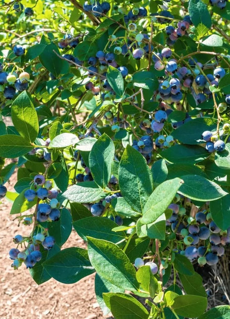 Northern Highbush Blueberry – 50 Seeds